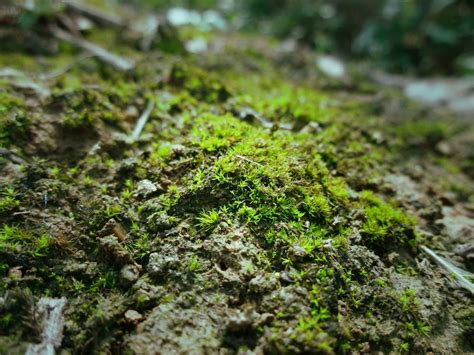 青苔 苔蘚